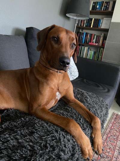 Rhodesian Ridgeback-Beitrag-Bild