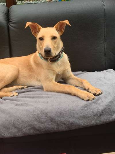 Hund aus dem Spanischen Tierschutz-Beitrag-Bild