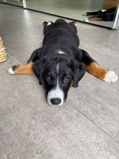 Berner Sennen-Beitrag-Bild