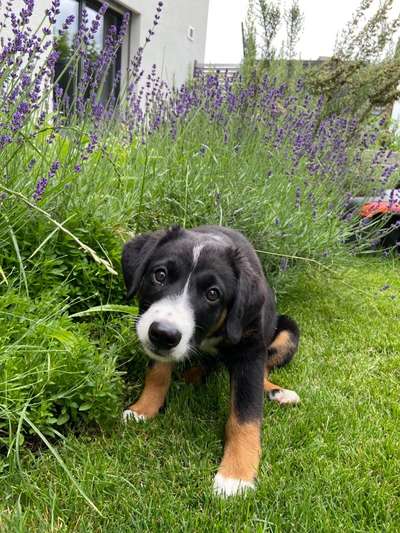 Berner Sennen-Beitrag-Bild