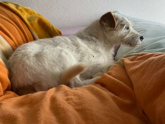 Jack Russell Terrier-Beitrag-Bild