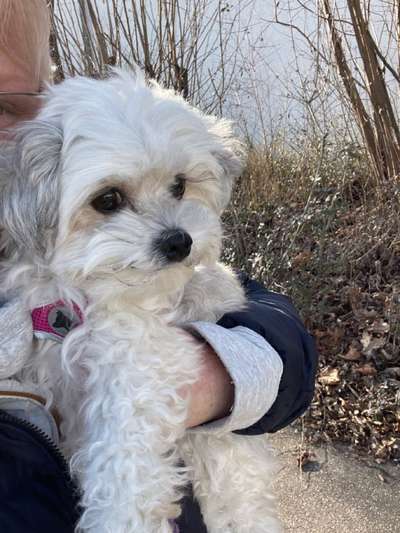 Bolonka Zwetna Freunde-Beitrag-Bild