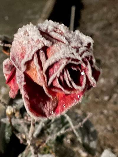 Die wunderschöne Welt mit Hund.-Beitrag-Bild