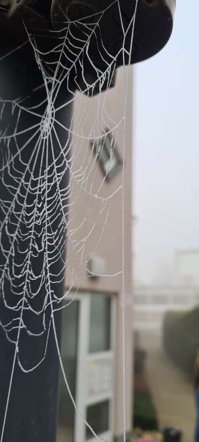 Die wunderschöne Welt mit Hund.-Beitrag-Bild