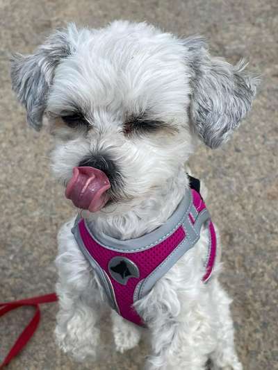 Zeige das lustigste Bild eures Hundis-Beitrag-Bild