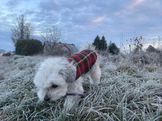 Hunderunde-Beitrag-Bild