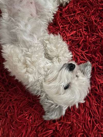 Welchen Hund hast du?-Beitrag-Bild