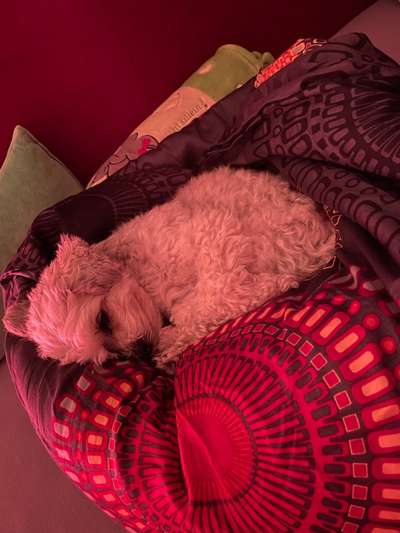 Gemeinsames Kuscheln im Bett!-Beitrag-Bild