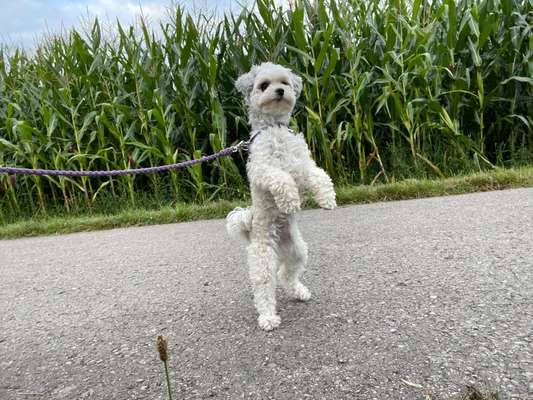 Die wunderschöne Welt mit Hund.-Beitrag-Bild