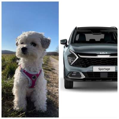 Wie heißt dein Hund?-Beitrag-Bild