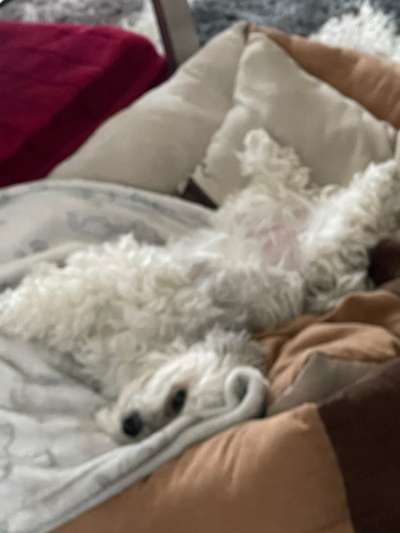 Welchen Hund hast du?-Beitrag-Bild