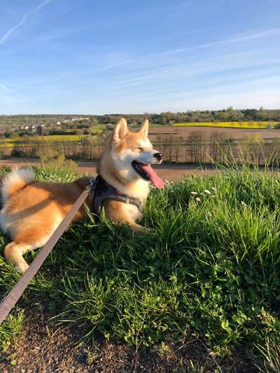 36. Handy Foto Challenge - Sonnenanbeter-Beitrag-Bild