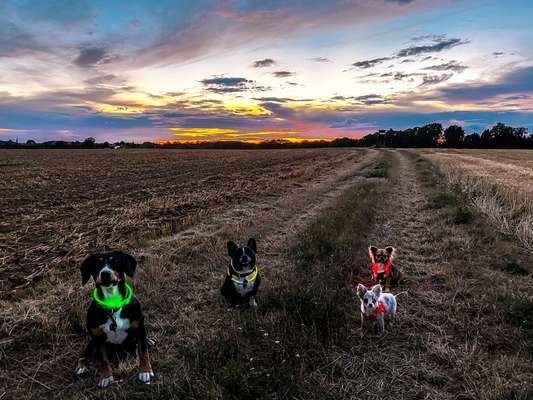 Mehrhundehaltung-Beitrag-Bild