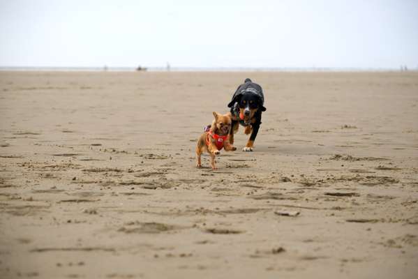 Dogorama Photo Challenge - Tierischer Urlaub-Beitrag-Bild