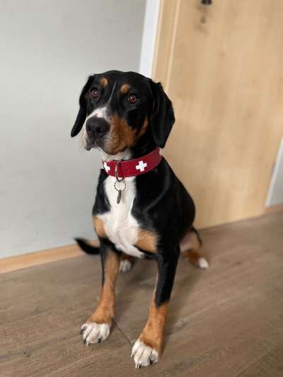 Entlebucher Sennenhund-Beitrag-Bild