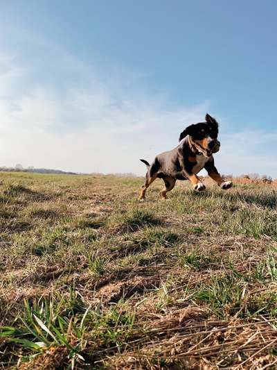 Entlebucher Sennenhunde-Beitrag-Bild