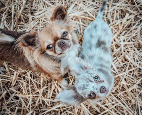 Wo sind die Chihuahua Besitzer ?-Beitrag-Bild