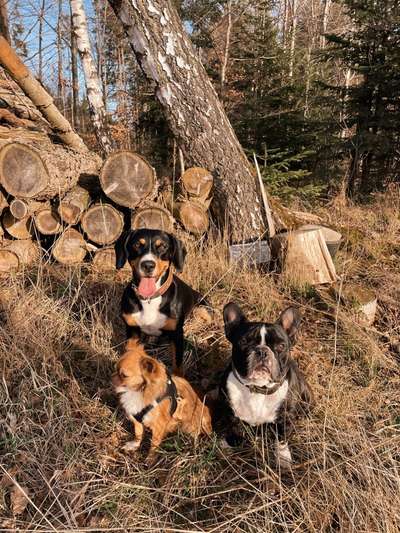Entlebucher Sennenhund-Beitrag-Bild
