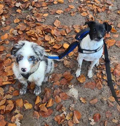 Fotochallenge 66 ~ Rennaction -Zeig deinen Hund im Lauf-Beitrag-Bild