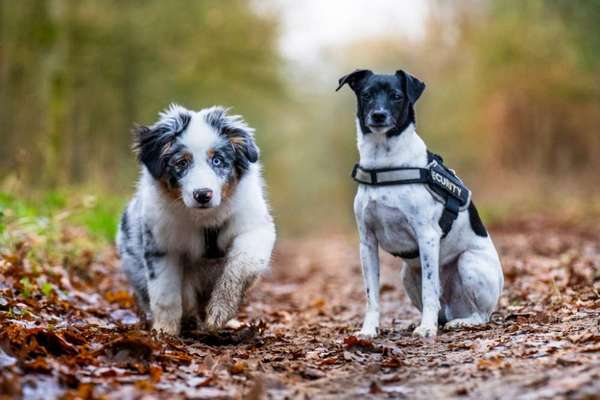 Hundetreffen-Zazu hätte gerne Kontakt zu anderen Jungspunden-Bild