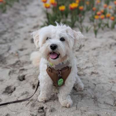 Hundetreffen-Monty ist auf der Suche nach Spielpartner-Bild