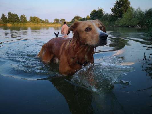 Mischlingshunde Foto Aufruf-Beitrag-Bild
