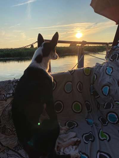 Die Dogorama Wochen Challenge-Beitrag-Bild