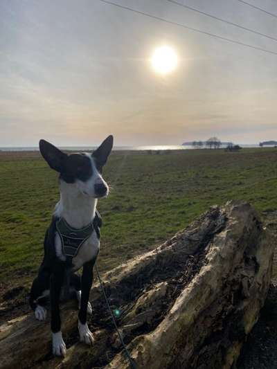 Hundetreffen-Podenco Treffen-Bild