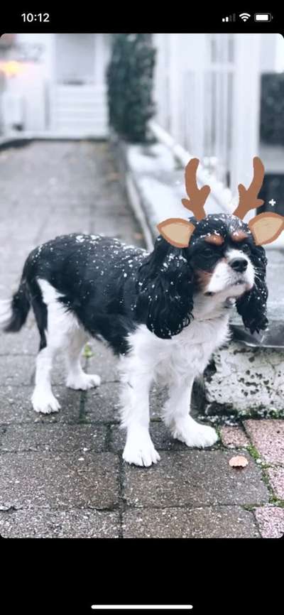 Cavaliere im Raum Böblingen/Stuttgart-Beitrag-Bild