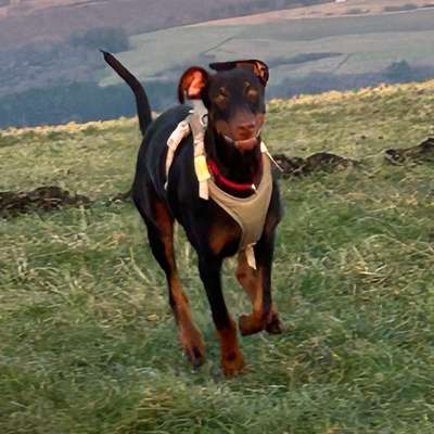 Hundetreffen-Spielen und toben beim spazieren-Bild