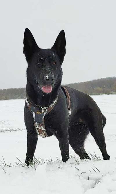 Schnee Foto-Beitrag-Bild