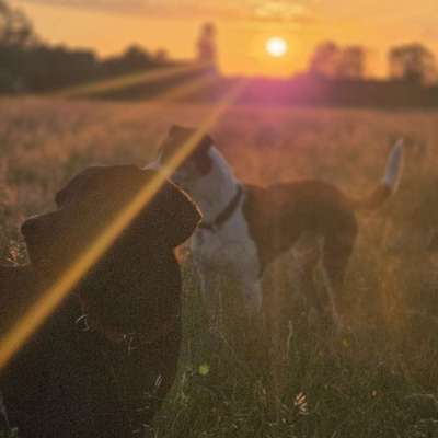 Hundetreffen-Gassi runde und Spiel