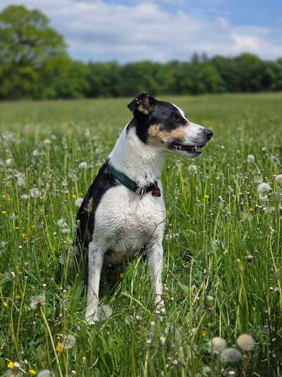 Mischlinge raten - Rätselspaß-Beitrag-Bild