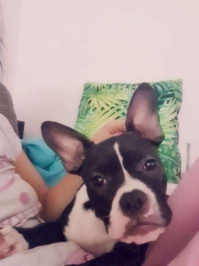 Französische Bulldoggen-Beitrag-Bild