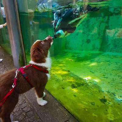 Welpen Bilder !-Beitrag-Bild