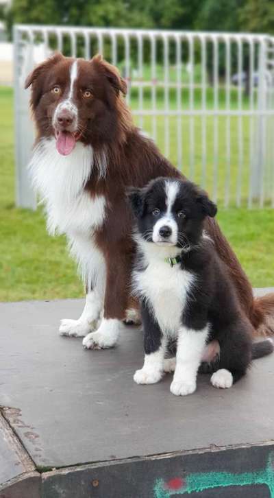 Welpen Bilder !-Beitrag-Bild