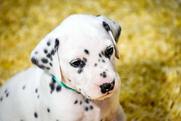 Welpen Bilder !-Beitrag-Bild