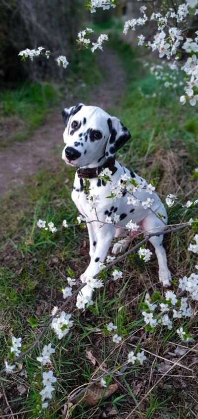 Seltene Rassen!-Beitrag-Bild