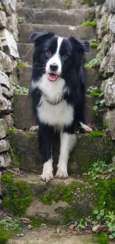 Foto's und Hundemodels-Beitrag-Bild