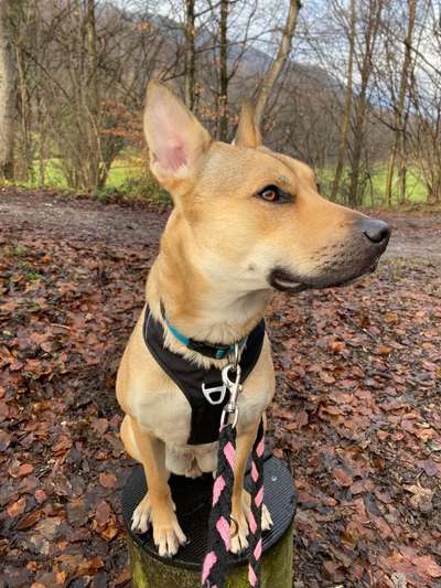 Wolfhunde Besitzer TWH oder SWH hier?-Beitrag-Bild