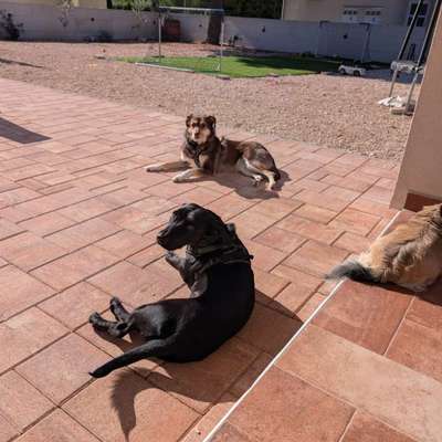 Hundetreffen-Spazieren gehen und spielen-Bild