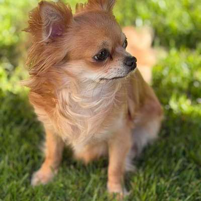 Hundetreffen-Kleine Hunde zur Spielrunde für unsere Chihuahualady gesucht-Bild