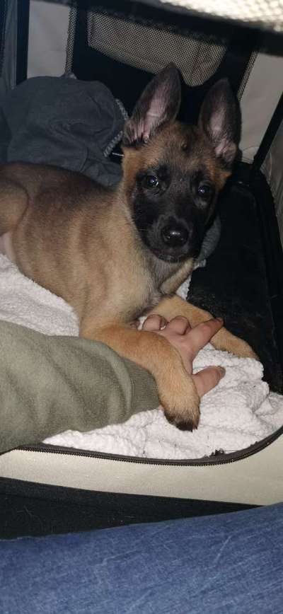 Als Welpen sind sie alle noch süßer-Beitrag-Bild