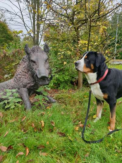 Schweizer Sennenhunde-Beitrag-Bild