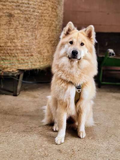 Reinrassige Hunde?-Beitrag-Bild