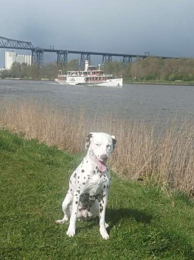 Hundetreffen-Dalmatiner Treffen-Bild