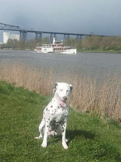 Hundetreffen-Dalmatiner Treffen-Bild