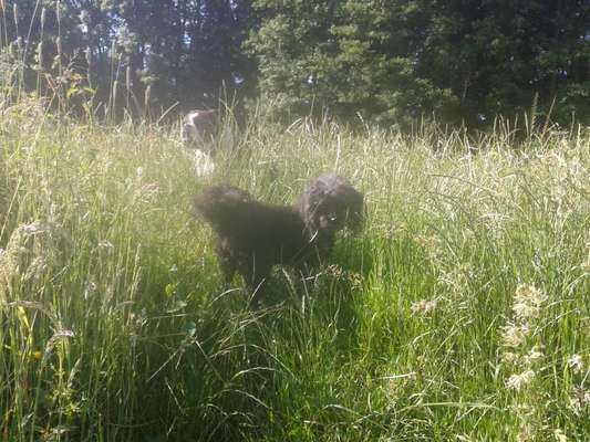 Die Dogorama Kalender Challenge Teil 3/4-Beitrag-Bild