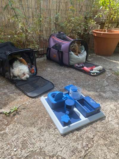 Indoor Beschäftigung-Beitrag-Bild