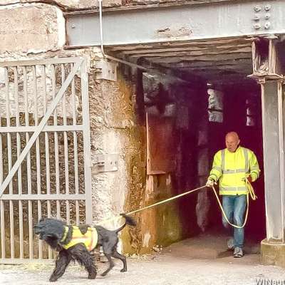 Hundetreffen-Mantrailing in Seligenstadt-Bild